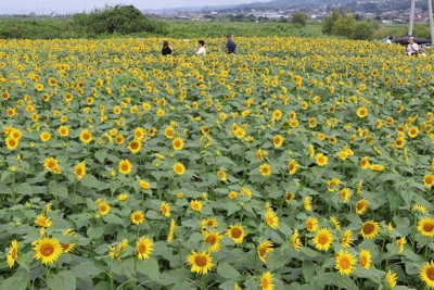 静岡・沼津でヒマワリが見ごろ　太陽の下、色鮮やかに咲き誇る