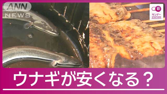 肉厚で美味“特大ウナギ”誕生の秘密 “身近な成分” のおかげで蒲焼が安く!?