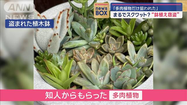 まるでスクワット？“鉢植え窃盗”「多肉植物だけ狙われた」