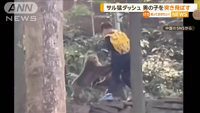 サルが猛ダッシュ　男の子を突き飛ばす　中国