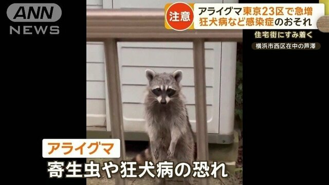 アライグマが東京23区で急増　住宅街にすみ着く…業者へ依頼3倍　感染症のおそれも