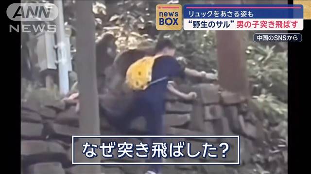 野生のサルが男の子を突き飛ばす　リュックをあさる姿も