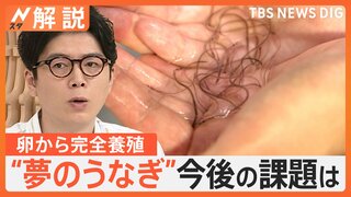 シラスウナギの漁獲量減少による価格の高騰 “うなぎの窮地”を救う切り札「完全養殖」とは【Nスタ解説】