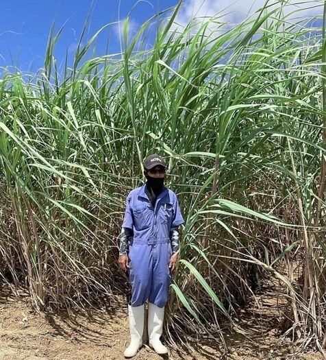 超吸水素材でキビ青々　多良間　ＥＦポリマー実験　畑に散布　少雨でも保水