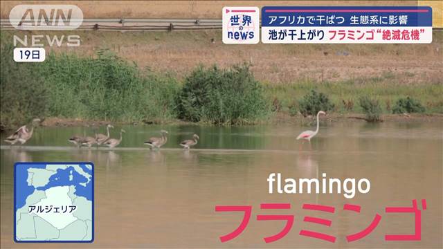 アフリカで干ばつ　生態系に影響　池が干上がり…フラミンゴ“絶滅危機”