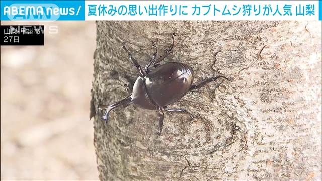 夏休みの思い出作りに カブトムシ狩りが人気　山梨・甲州市