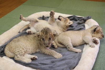 猫のように可愛いライオンの赤ちゃん　富士サファリで3頭お披露目