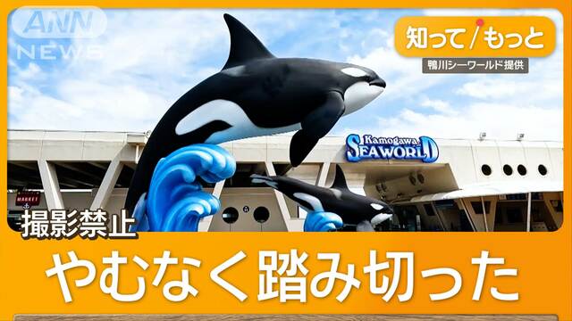 ライブ配信者など増加で…鴨川シーワールド　スタジアム立ち入りと撮影禁止を発表