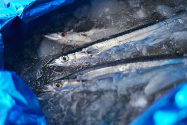 【速報】秋の味覚サンマは今年も高級魚に？…昨年と同じく低水準が続く見通し　水産庁