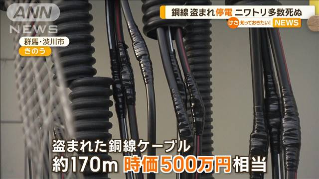 群馬・渋川市の養鶏場で銅線ケーブル切られ盗まれる　エアコン停電しニワトリ死ぬ