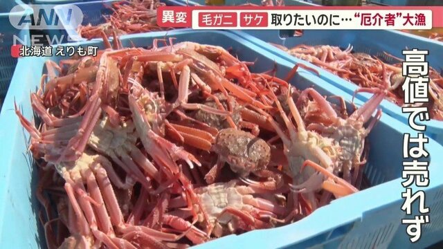 北海道産「オオズワイガニ」厄介者から主役へ ふるさと納税でブランド「ブリ」も人気