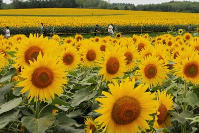 一面に咲き誇る200万本の大輪　北海道・北竜町でヒマワリ見ごろ