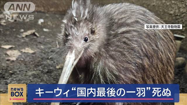 キーウィ“国内最後の一羽”死ぬ　天王寺動物園