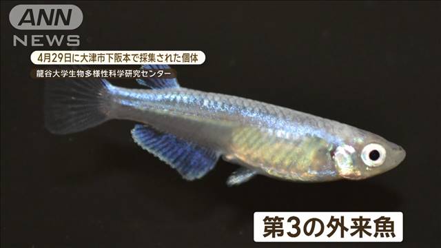 品種改良された観賞用メダカが琵琶湖で確認される　「第3の外来魚」大きな脅威