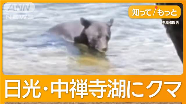 日光・中禅寺湖で泳ぐクマ目撃　華厳の滝近く