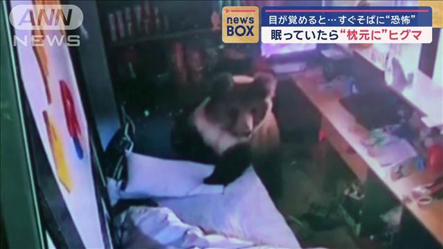 眠っていたら“枕元”にヒグマ　目が覚めると…すぐそばに“恐怖”