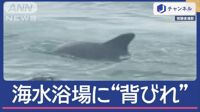 「近すぎる」お盆休み騒然！海水浴場に“背びれ”…正体は“かみつきイルカ”