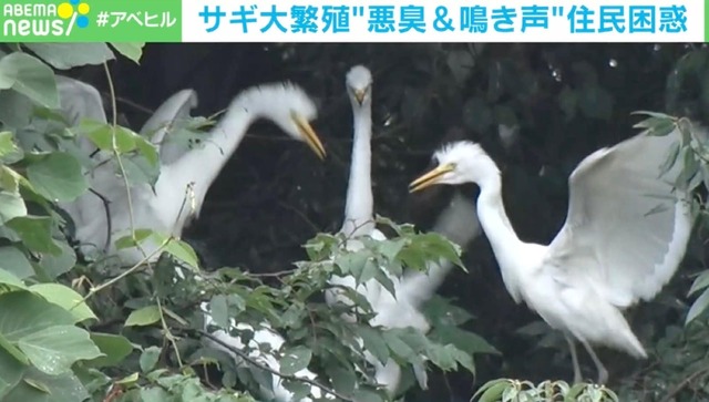 「うんち、うんち困るよね」…サギ大繁殖で住民悲鳴 “悪臭＆鳴き声”の実態を調査