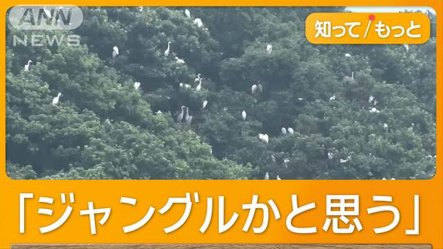 「住み続けたい街1位」住民困惑　サギ大増殖…悪臭＆鳴き声　木の伐採で住宅地に？