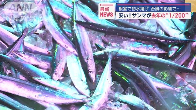 台風の影響で…安い！サンマが去年の“1/200”根室で初水揚げ