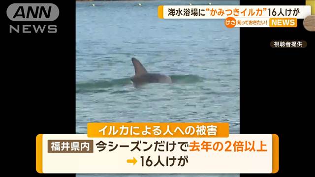 海水浴場に“かみつきイルカ”　16人けが