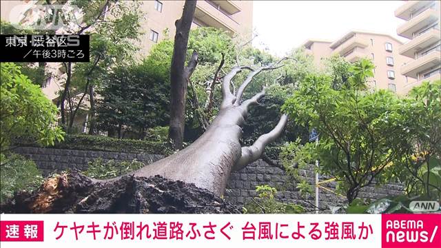 【速報】ケヤキが倒れ道路ふさぐ　台風の影響か　東京・広尾