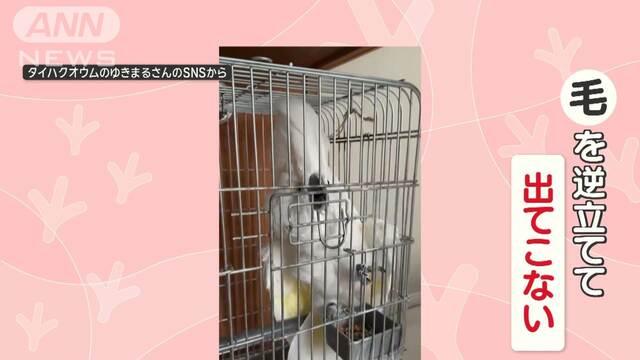 「開けないで！」　鳥かごの扉を何度開けても…脚で閉めるオウムさん　どんな気持ち？