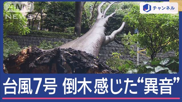 関東に最接近「台風7号」広尾で倒木　住民が聞いた“異様な音”