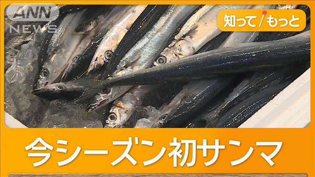 北海道・根室で初サンマ豊漁　価格は去年の「200分の1」に…水揚げ量UP・台風影響で