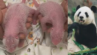 香港のパンダが双子の赤ちゃんを出産　初産としては世界最高齢