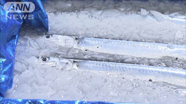 札幌でサンマ初競り　1kg40万円の最高値