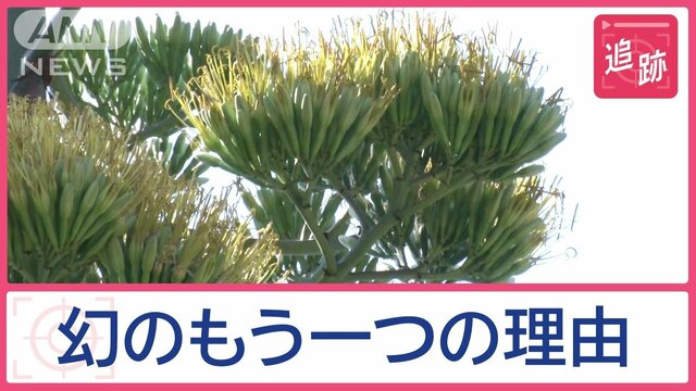 “100年に一度”アオノリュウゼツランが開花　再び花は咲く？儚い運命の巨大植物