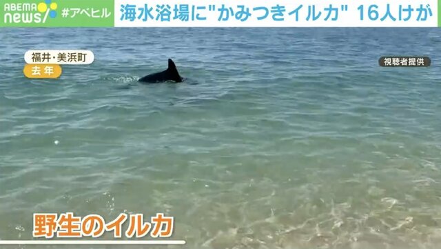 また“かみつきイルカ”にやられた！ 5針縫うけが 福井県