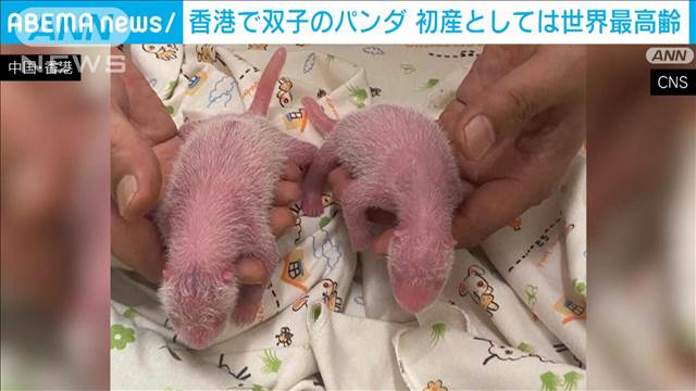 香港で双子のパンダ産まれる　ママは世界最高齢“初産”