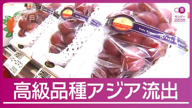 【独自】1房100万円“超高級ぶどう”流出疑惑を追跡 韓国に続きタイにも拡大か