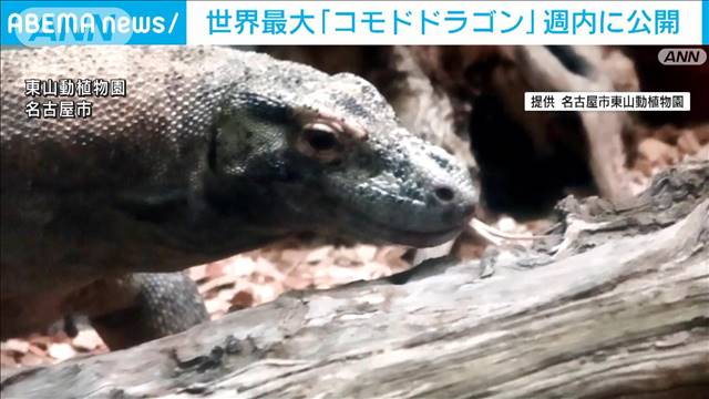 世界最大「コモドドラゴン」　東山動植物園で23日から公開