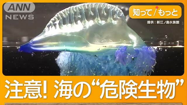 猛毒！カツオノエボシなど海の危険生物に注意　死に至ることも…高校生が注意報AI開発