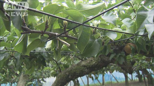 収穫直前の梨 2700個以上盗まれる　茨城・土浦市