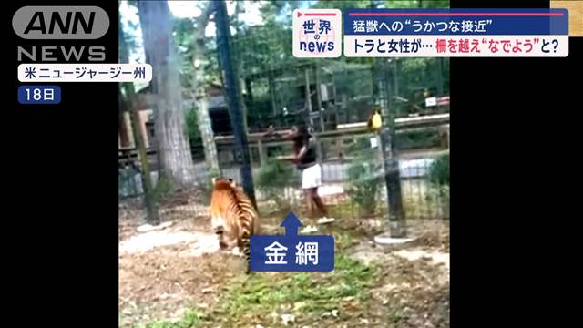 猛獣への“うかつな接近”　女性が柵を越えトラを“なでよう”としたか