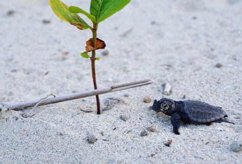 よちよちかわいい！　アカウミガメの幼体115匹を海へ放流　夕暮れの穏やかな海を沖へ　名護市屋我地で10年ぶり産卵確認