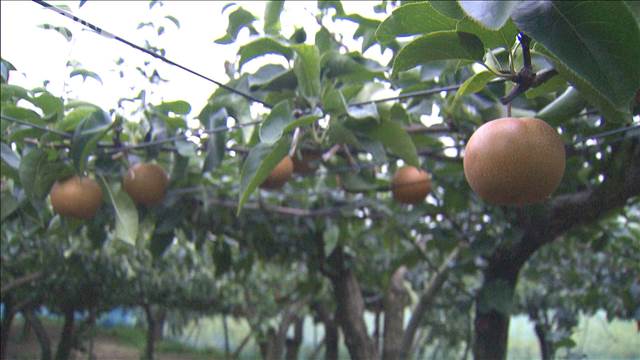 収穫直前の梨2700個盗まれる　茨城県で被害相次ぐ