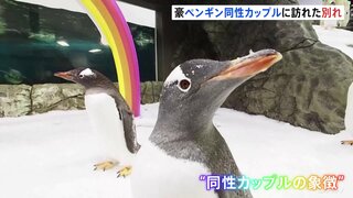 仲良しペンギン　オス同士カップルの片方が死ぬ　二羽で養子に迎えたひな鳥を育てる “同性カップルの象徴”として教科書にも　オーストラリア