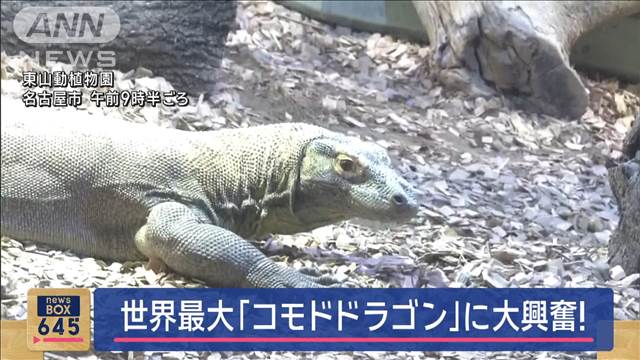 世界最大「コモドドラゴン」お披露目　“生きた恐竜”に大興奮！