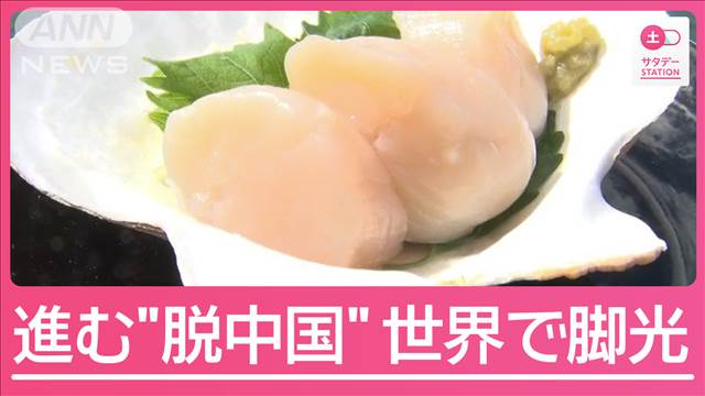 逆境はねのけ世界で脚光 日本産ホタテのいま 処理水放出から1年
