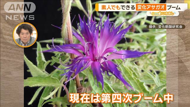 江戸から続く古典園芸・変化アサガオ　花や葉が驚きの形に【グッド！いちおし】