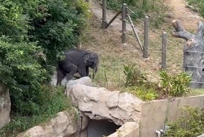 動物園の子ゾウが一時脱走　8月に3回、柵をすり抜ける　福岡