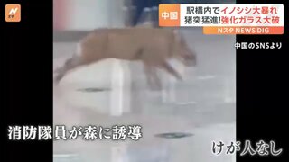 中国・駅構内でイノシシが大暴れ！「猪突猛進」で強化ガラスを突き破り逃走　捕獲作戦の結末は？