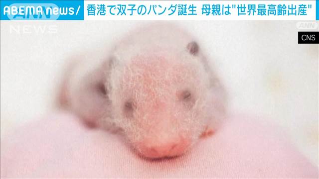 ジャイアントパンダの双子が誕生　母親は「世界最高齢出産」香港