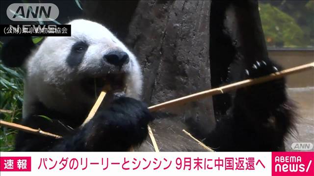 上野動物園のパンダ　リーリーとシンシン　来月末に中国に返還の方針　東京都