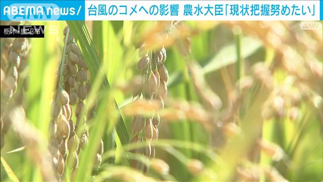 台風によるコメへの影響　農水大臣「現状把握努めたい」